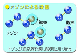 オゾンによる殺菌